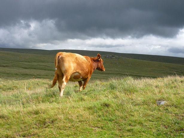 dartmoor-cattle-109061294761944gVB
