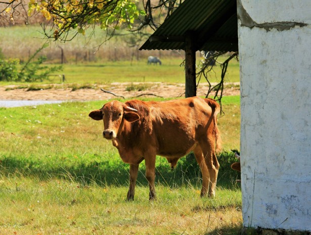 young-bovine